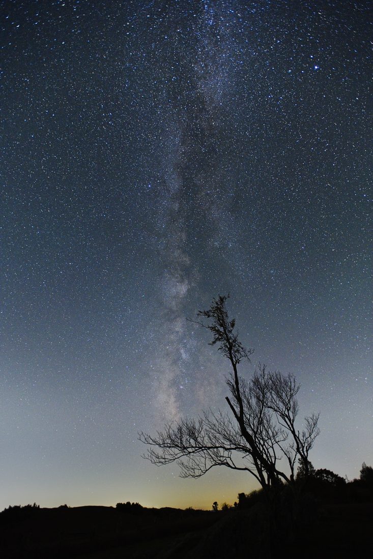 Milky Way arching above a lone bare tree silhouette on a dark horizon