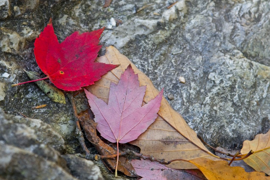 Crimson and pink maple leaves resting on rough wet granite