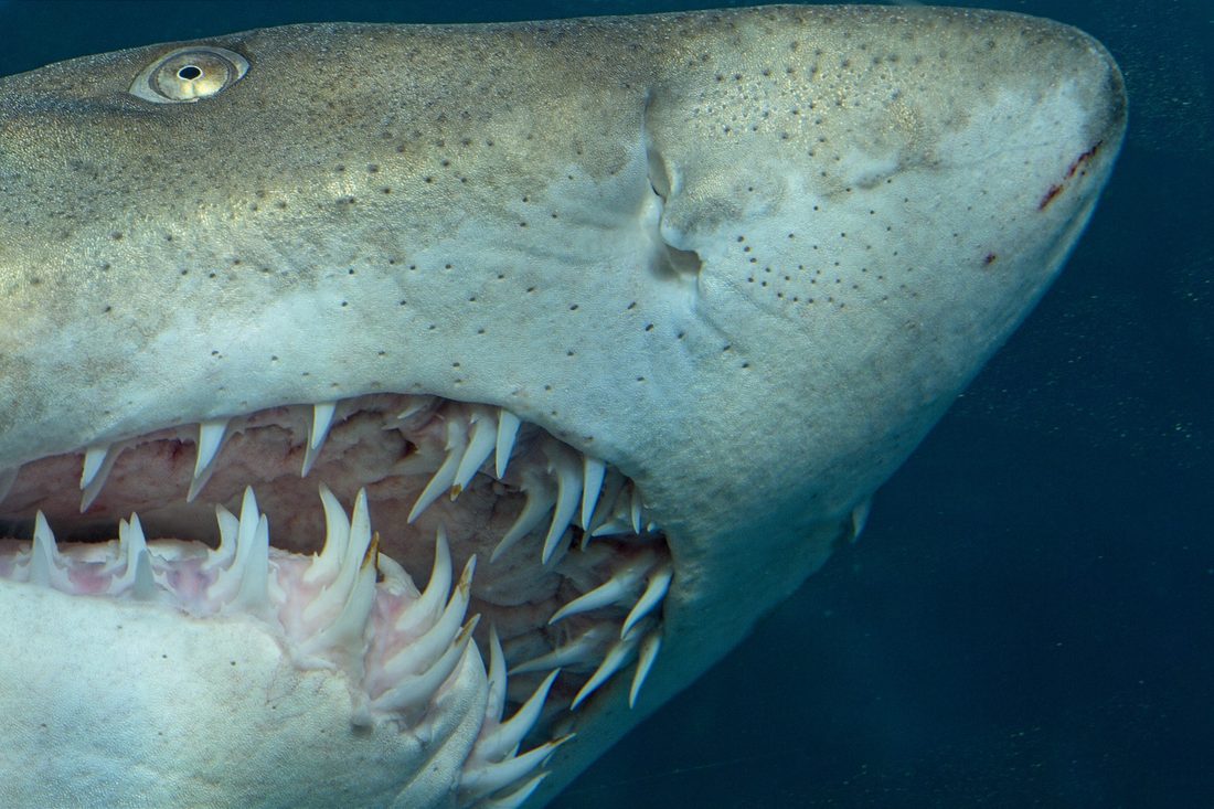 Close-up of sand tiger shark snout and bared serrated teeth underwater