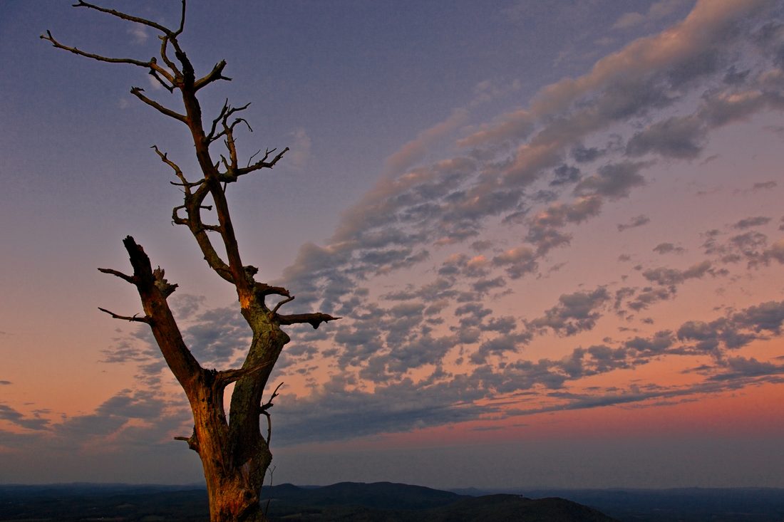 Bare dead tree silhouetted against twilight Blue Ridge ridges
